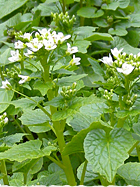 アブラナ科のわさびは、菜の花のような白い花を咲かせます。