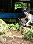 夏の暑い時期に収穫し、沢沿いの作業場で土を落とします。